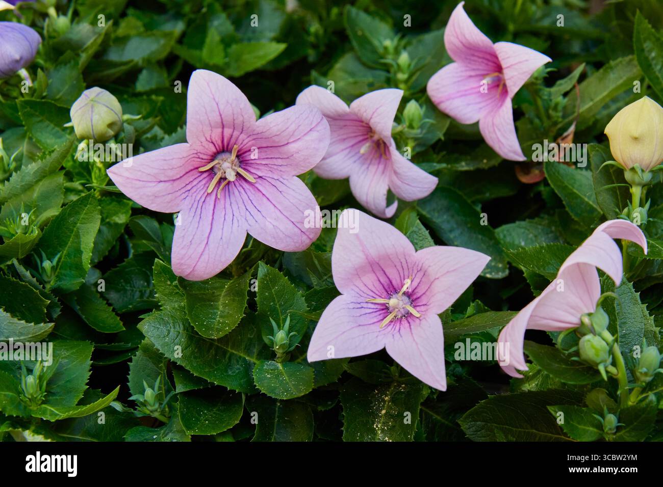 Primo piano di fiori di pallone rosa (Platycodon grandiflorus) che fioriscono in un giardino. Splendidi fiori a forma di stella e foglie verdi in una giornata estiva. Foto Stock