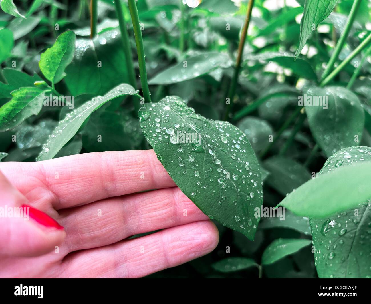 Donna che accarezza a mano giovani foglie vibranti dopo la doccia di primavera. Ottimo per temi di terapia della natura, marchi di lifestyle all'aperto e vita biologica. Foto Stock