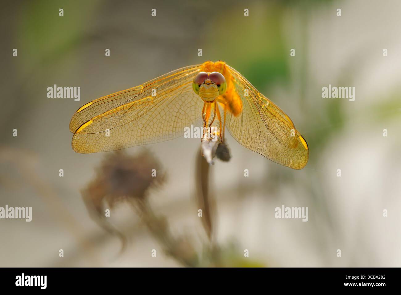 Schimmer Scarlet o palude ruddy o schimmer orientale Crocothemis servilia libellulidae, originaria dell'Asia orientale e sud-orientale, introdotta a Ja Foto Stock