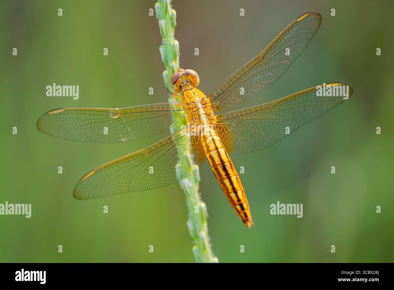 Schimmer Scarlet o palude ruddy o schimmer orientale Crocothemis servilia libellulidae, originaria dell'Asia orientale e sud-orientale, introdotta a Ja Foto Stock