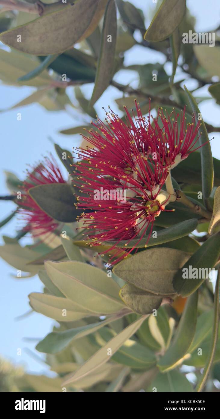 Fiori di eucalipto rossi in piena fioritura Foto Stock