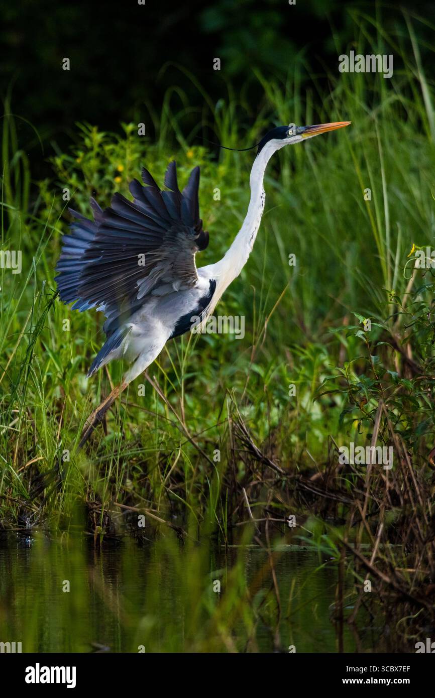 Un Cocoi Heron, Ardea cocoi, sta decollando dal lungofiume del Rio Chagres, parco nazionale di Soberania, Repubblica di Panama. Foto Stock