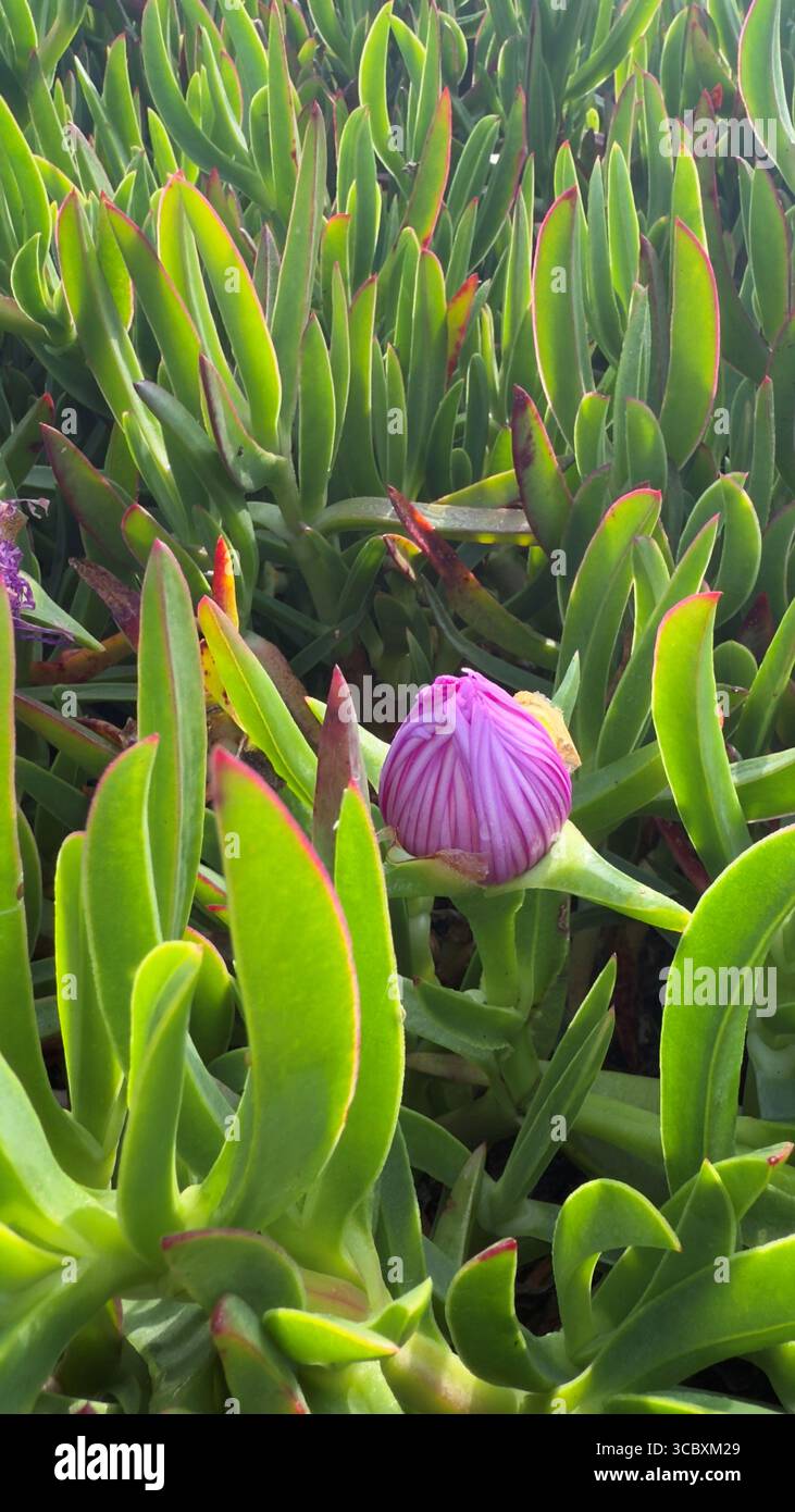 Fiore di Carpobrotus acinaciformis rosa sulla costa atlantica, Portogallo Foto Stock