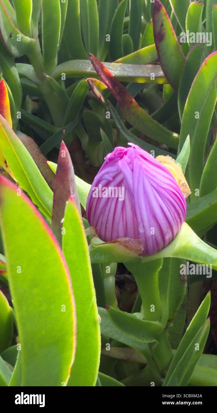 Fiore di Carpobrotus acinaciformis rosa sulla costa atlantica, Portogallo Foto Stock
