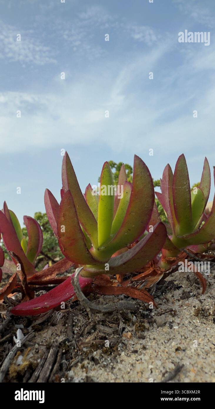 Carpobrotus acinaciformis succulento sulla costa atlantica, Portogallo Foto Stock