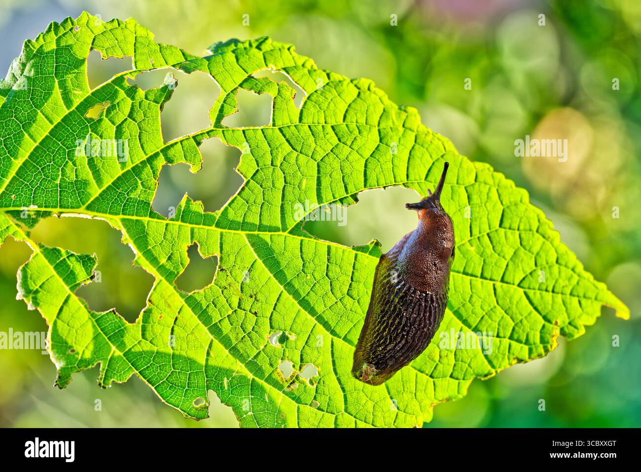 Der große Hunger der Schnecke. Die verfressene Nacktschnecke , heuer eine Plage im Garten. Siegsdorf Chiemgau Bayern Deutschland *** la grande fame della lumaca la lumaca vorace, quest'anno una piaga nel giardino Siegsdorf Chiemgau Baviera Germania Copyright: XRolfxPossx Foto Stock