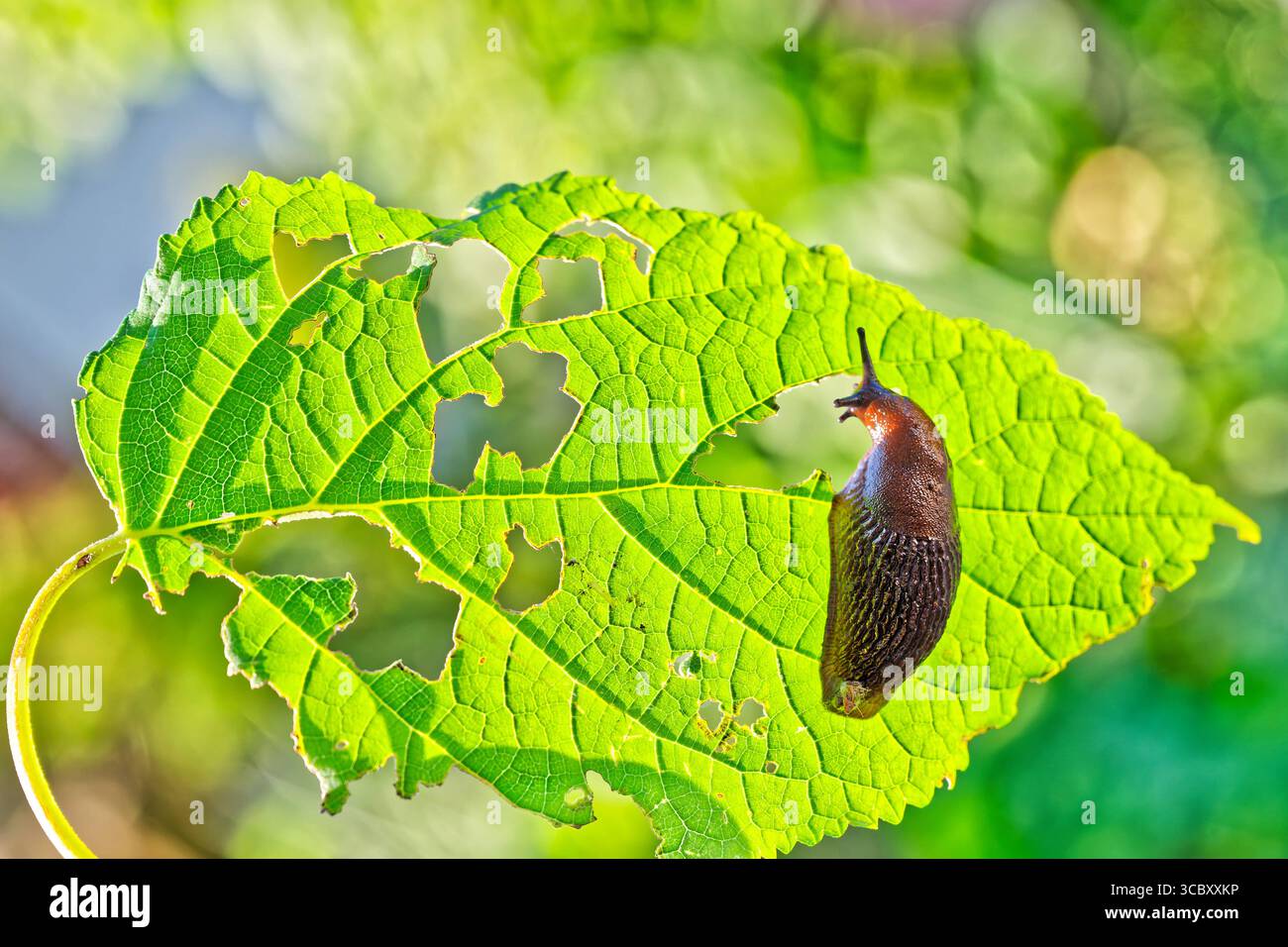 Der große Hunger der Schnecke. Die verfressene Nacktschnecke , heuer eine Plage im Garten. Siegsdorf Chiemgau Bayern Deutschland *** la grande fame della lumaca la lumaca vorace, quest'anno una piaga nel giardino Siegsdorf Chiemgau Baviera Germania Copyright: XRolfxPossx Foto Stock