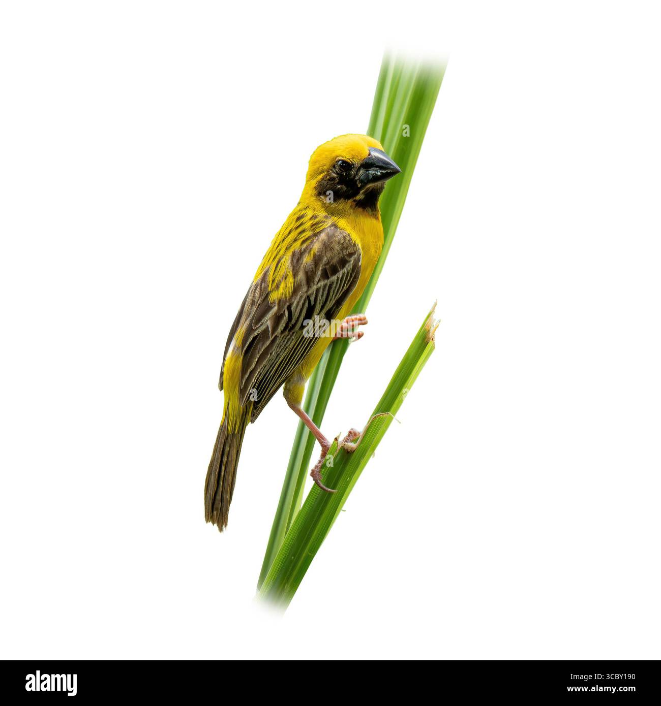 Primo piano di un tessitore d'oro asiatico poggiato su un gambo d'erba alto, che mette in evidenza le sue piume gialle vivide, i segni del viso neri e i dettagli raffinati di esso Foto Stock