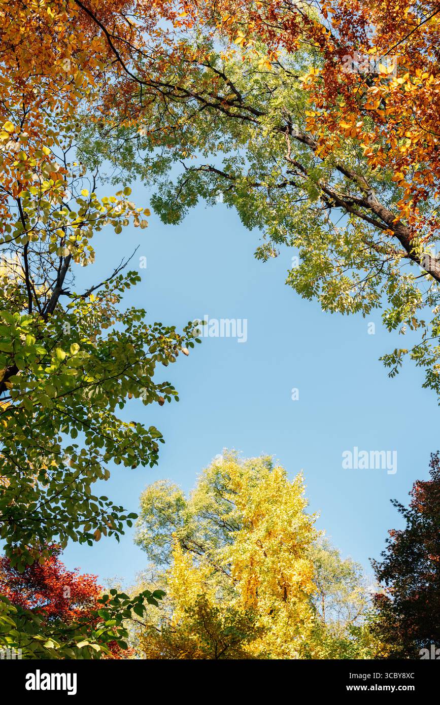 Vista dall'angolo basso della foresta d'aceri colorata autunnale a Seoul, Corea Foto Stock