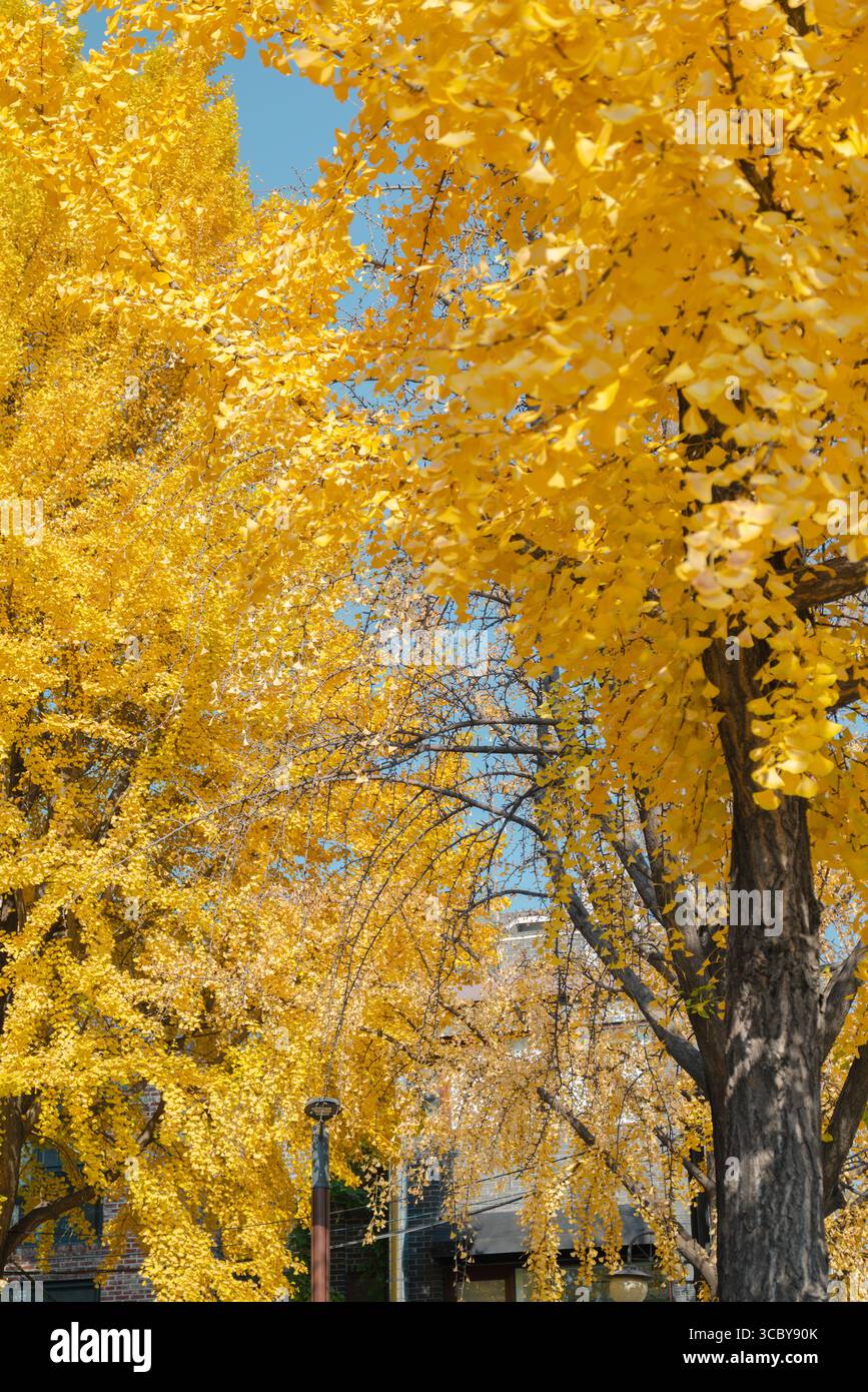 Bukchon Hanok Village, strada autunnale degli alberi di ginkgo a Seoul, Corea Foto Stock