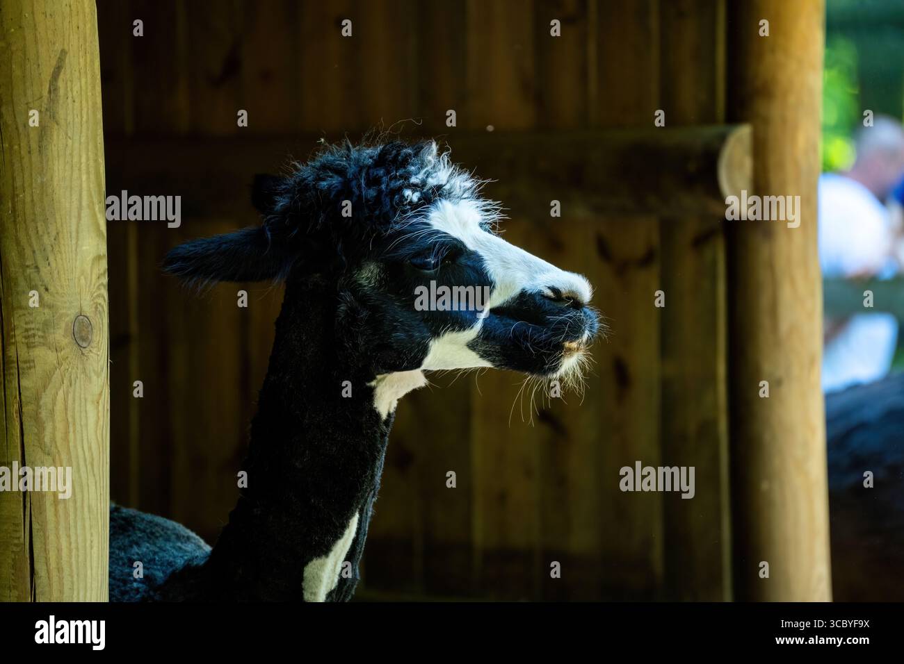 Un lama bianco e nero con pelliccia riccia sorge in un riparo di legno, con luce solare che ne mette in risalto le caratteristiche facciali. Lo sfondo è leggermente concentrato, creato Foto Stock