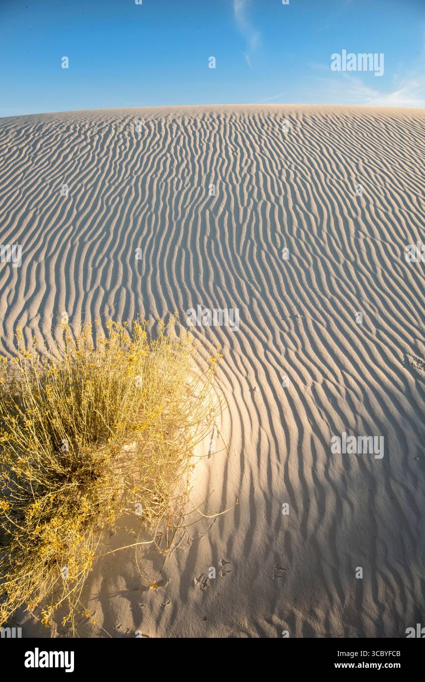 White Sands National Monument duna di gesso con increspature di vento e Skunkbush Sumac (Rhus trilobata) Foto Stock