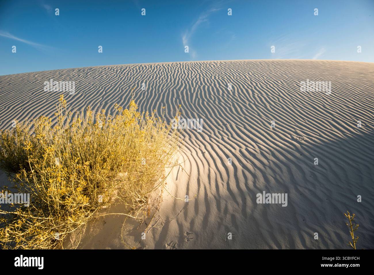 White Sands National Monument duna di gesso con increspature di vento e Skunkbush Sumac (Rhus trilobata) Foto Stock