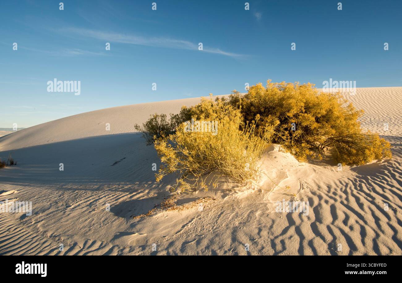 White Sands National Monument duna di gesso con increspature di vento e Skunkbush Sumac (Rhus trilobata) Foto Stock