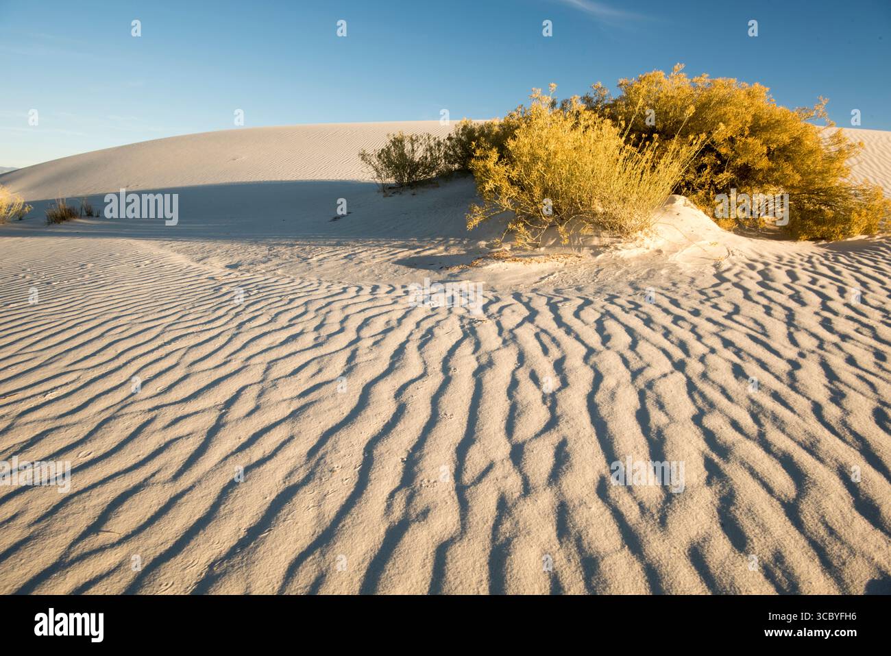 White Sands National Monument duna di gesso con increspature di vento e Skunkbush Sumac (Rhus trilobata) Foto Stock