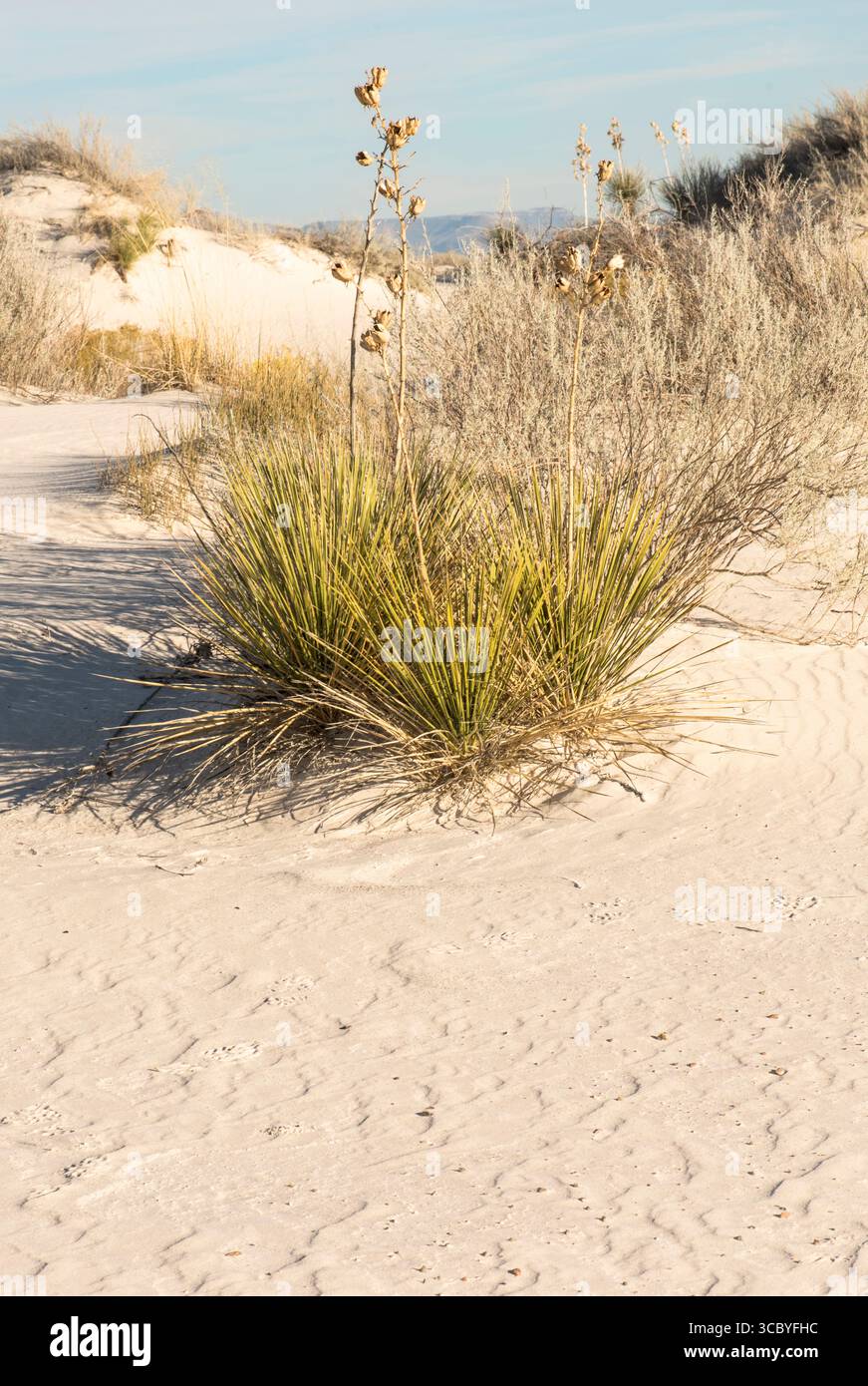 White Sands National Monument duna di gesso con increspature di vento e Skunkbush Sumac (Rhus trilobata) Foto Stock