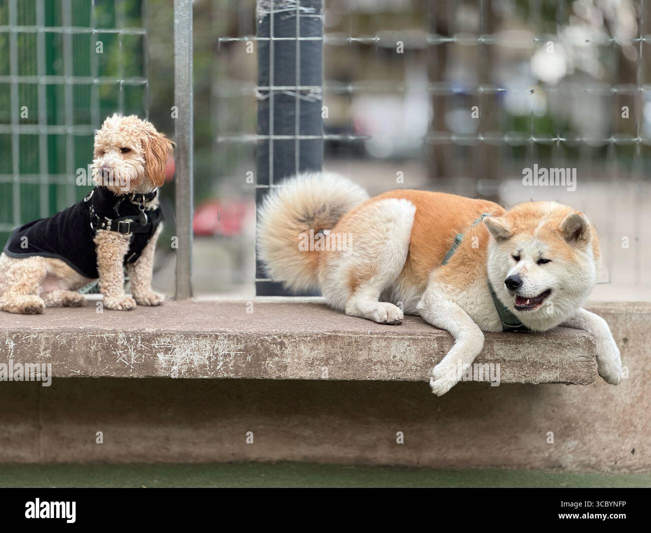 Akita inu cane e amico in un parco per cani Foto Stock