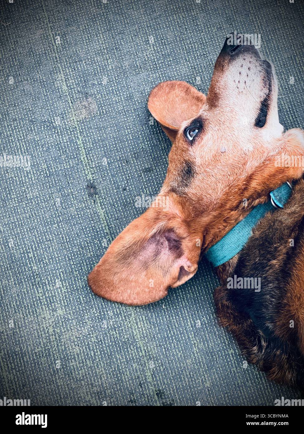 Ritratto di un cane Bloodhound che riposa sul pavimento Foto Stock