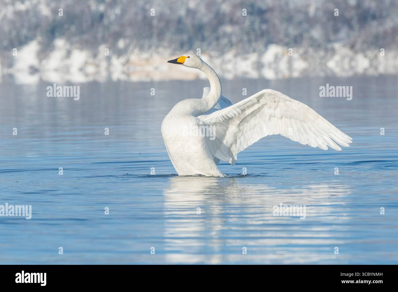 Un cigno Whooper che si innalza fuori dall'acqua e spalanca le ali sul lago Kussharo a Hokkaido, in Giappone Foto Stock