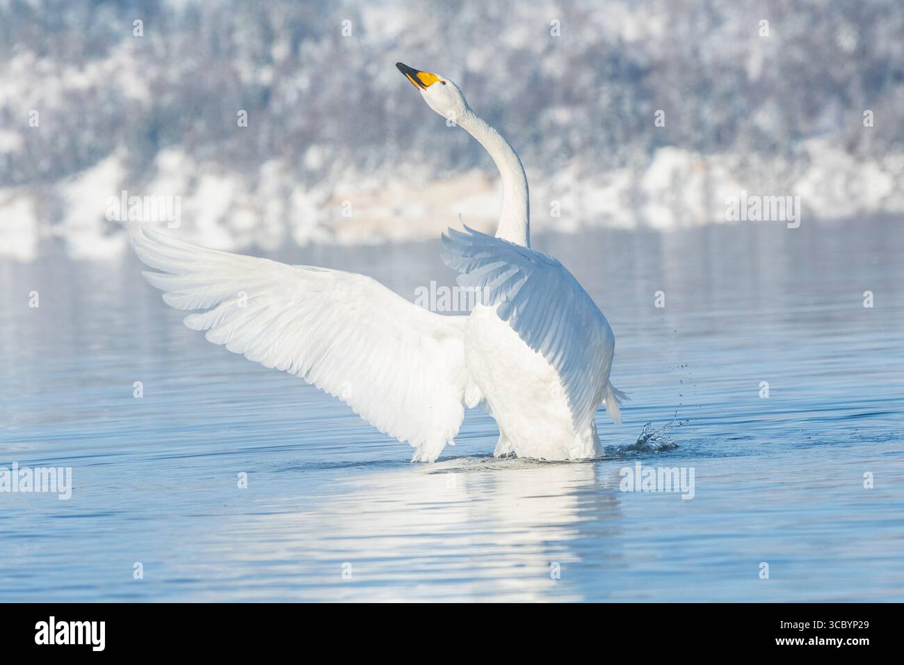 Un cigno Whooper che si innalza fuori dall'acqua e spalanca le ali sul lago Kussharo a Hokkaido, in Giappone Foto Stock