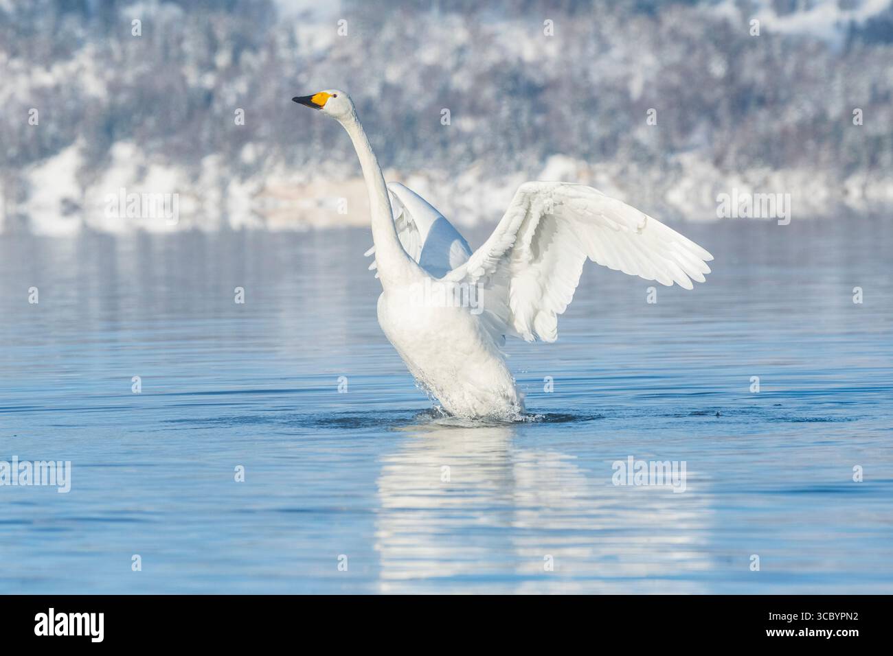 Un cigno Whooper che si innalza fuori dall'acqua e spalanca le ali sul lago Kussharo a Hokkaido, in Giappone Foto Stock