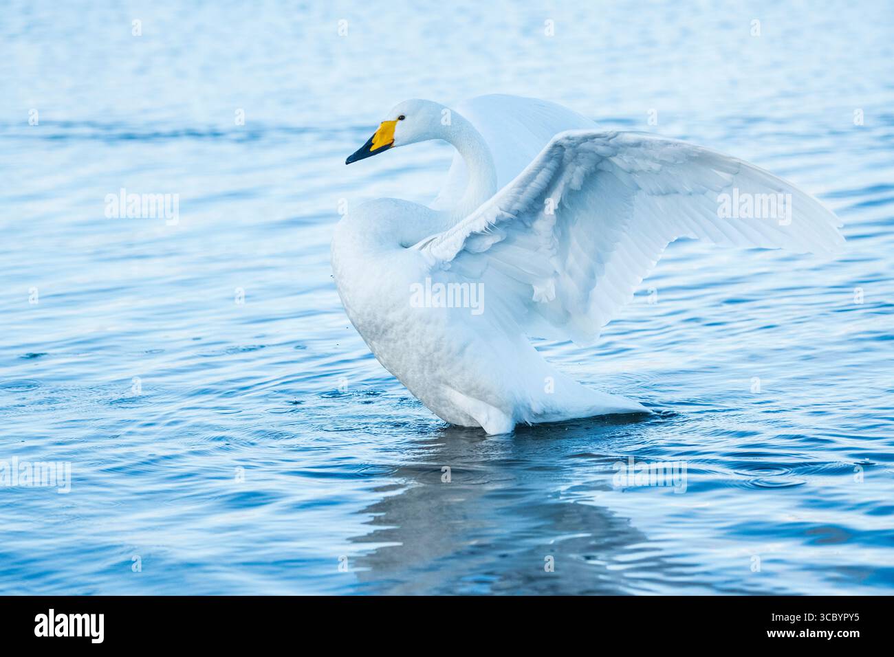 Un cigno Whooper che si innalza fuori dall'acqua e spalanca le ali sul lago Kussharo a Hokkaido, in Giappone Foto Stock
