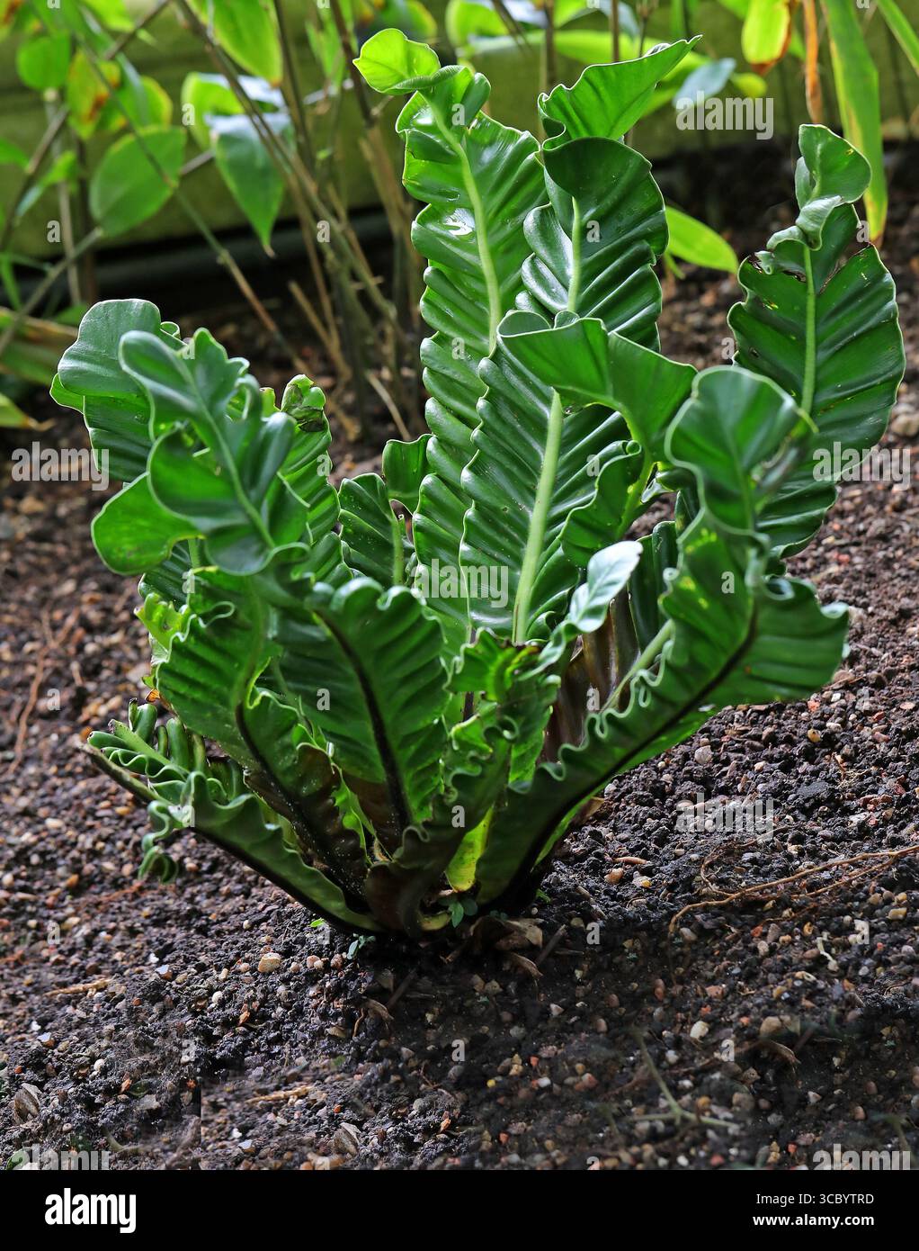 Cobra Fern o Bird's Nest Fern, Asplenium nidus "Cobra", Aspleniaceae. Filippine, Asia. Asplenium nidus "Cobra", noto anche come Cobra Fern. Foto Stock