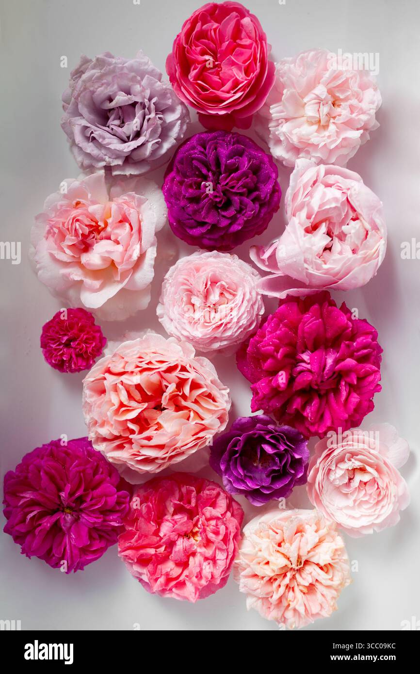 Vista dall'alto delle colorate rose profumate che fioriscono sulla superficie dell'acqua. Texture floreale. Motivo fiore rosa viola. Sfondo per prodotti di bellezza. Foto Stock