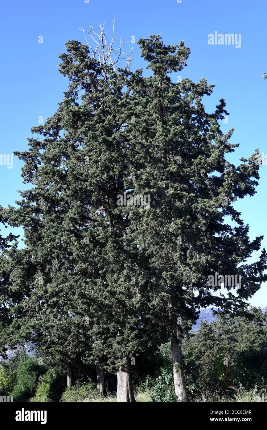 Il cipresso mediterraneo (Cupressus sempervirens) è un albero sempreverde originario del bacino del Mediterraneo orientale e dell'Iran. Questa foto è stata scattata a Creta, GRE Foto Stock