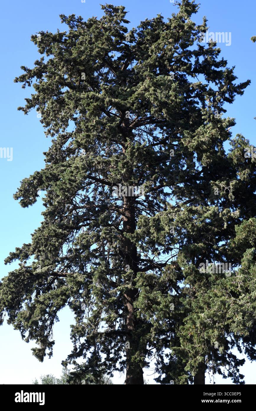 Il cipresso mediterraneo (Cupressus sempervirens) è un albero sempreverde originario del bacino del Mediterraneo orientale e dell'Iran. Questa foto è stata scattata a Creta, GRE Foto Stock