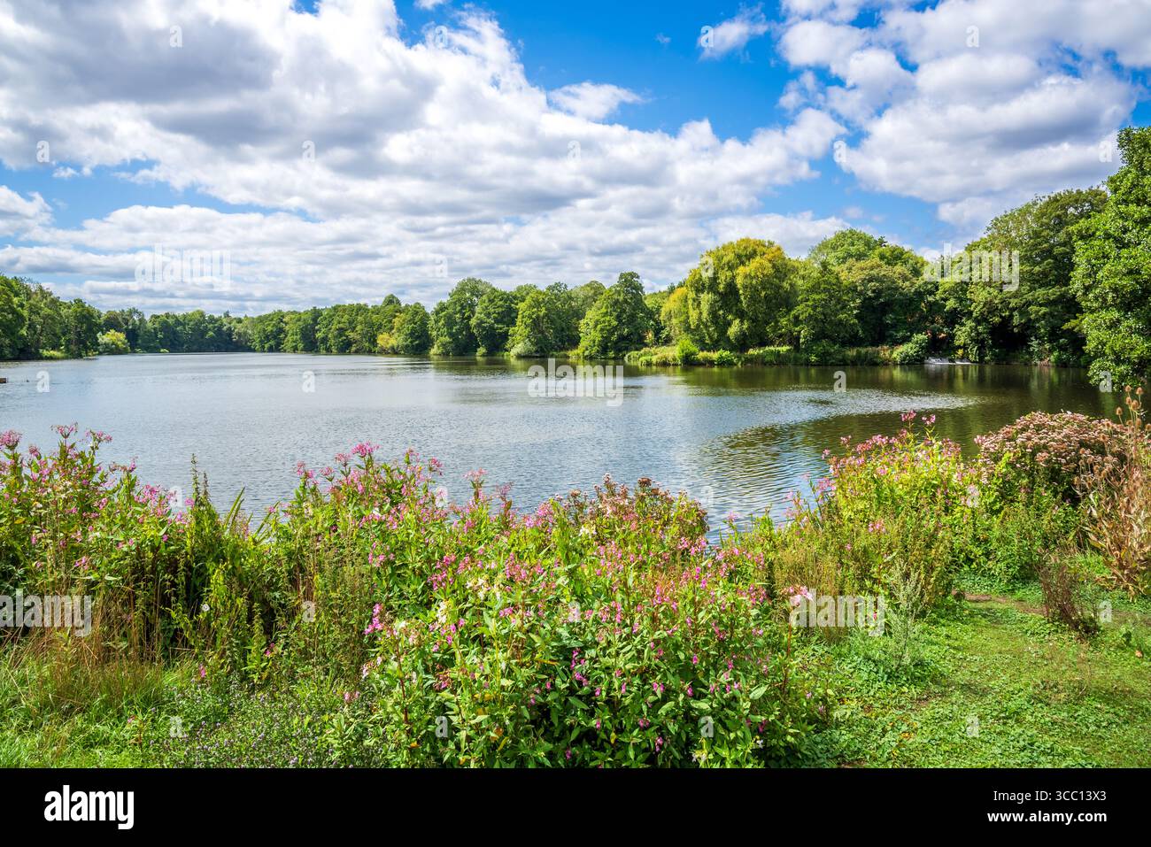 Tranquillo lago con fiori in fiore accanto ai giardini storici del castello di Lullingstone dell'epoca Tudor in una soleggiata giornata estiva Foto Stock