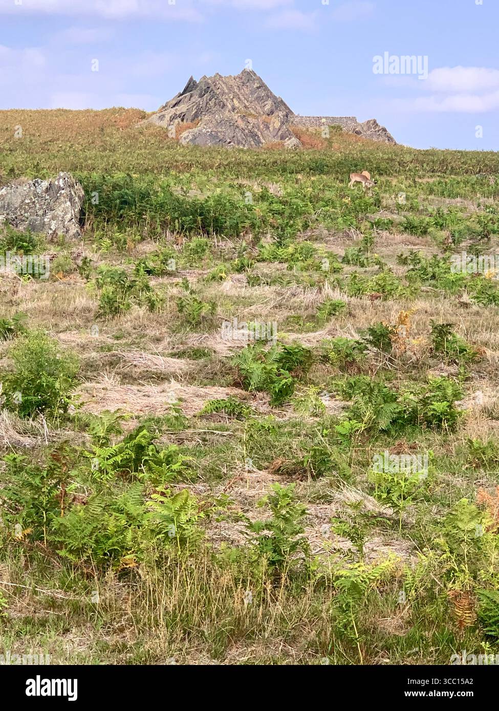 Bradgate Park Newtown Linford Leicester Inghilterra colline, storia della fauna selvatica Regno Unito Leicestershire boschi paesaggio boschivo rocce rocciose paesaggi suggestivi - Immagine stock catturata con smartphone