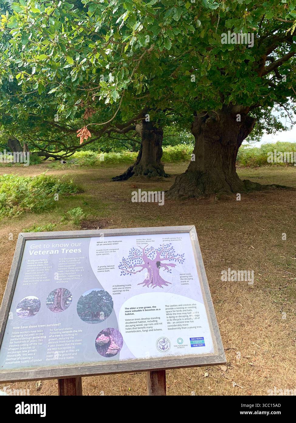 Bradgate Park Newtown Linford Leicester Inghilterra colline, storia della fauna selvatica Regno Unito Leicestershire boschi paesaggio boschivo rocce rocciose paesaggi suggestivi - Immagine stock catturata con smartphone