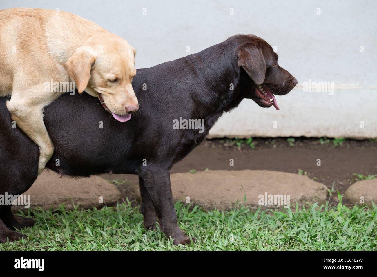 Due cani Labrador si comportano in modo giocoso nell'area erbosa, mostrando la loro compagnia amichevole sotto la luce del giorno. Foto Stock