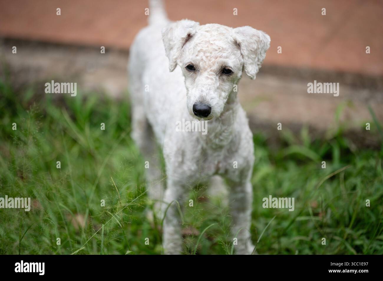 Piccolo e soffice cane con cappotto riccioso vagano gioiosamente nel giardino lussureggiante, immergendosi nella calda luce del sole del pomeriggio. Foto Stock