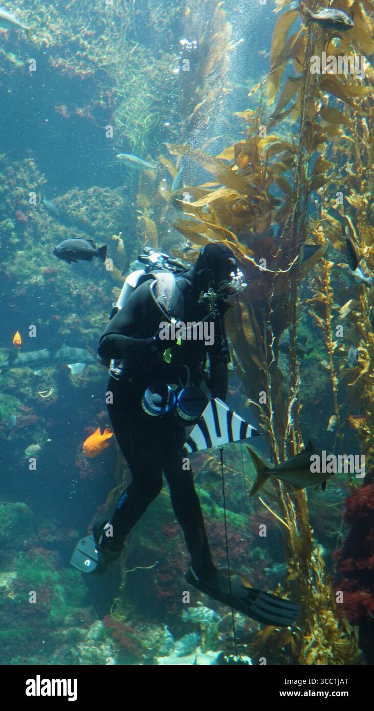 Un subacqueo esegue la manutenzione subacquea all'interno di un acquario della foresta di alghe, circondato da pesci e alghe ondeggianti Foto Stock