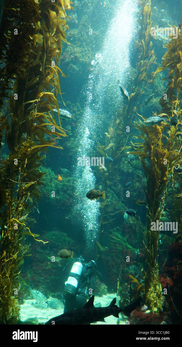 Un subacqueo esplora un habitat della foresta di alghe all'interno di un acquario pubblico, circondato da pesci, piante marine e uno squalo che passa. Foto Stock