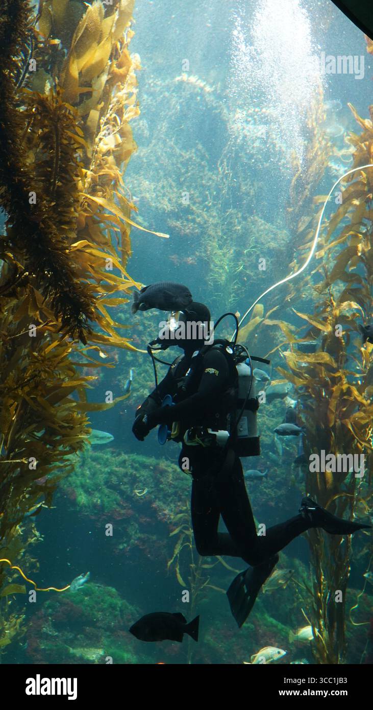 Un subacqueo nuota tra le piante di alghe dorate all'interno di un grande acquario pubblico, circondato da pesci e vita marina Foto Stock