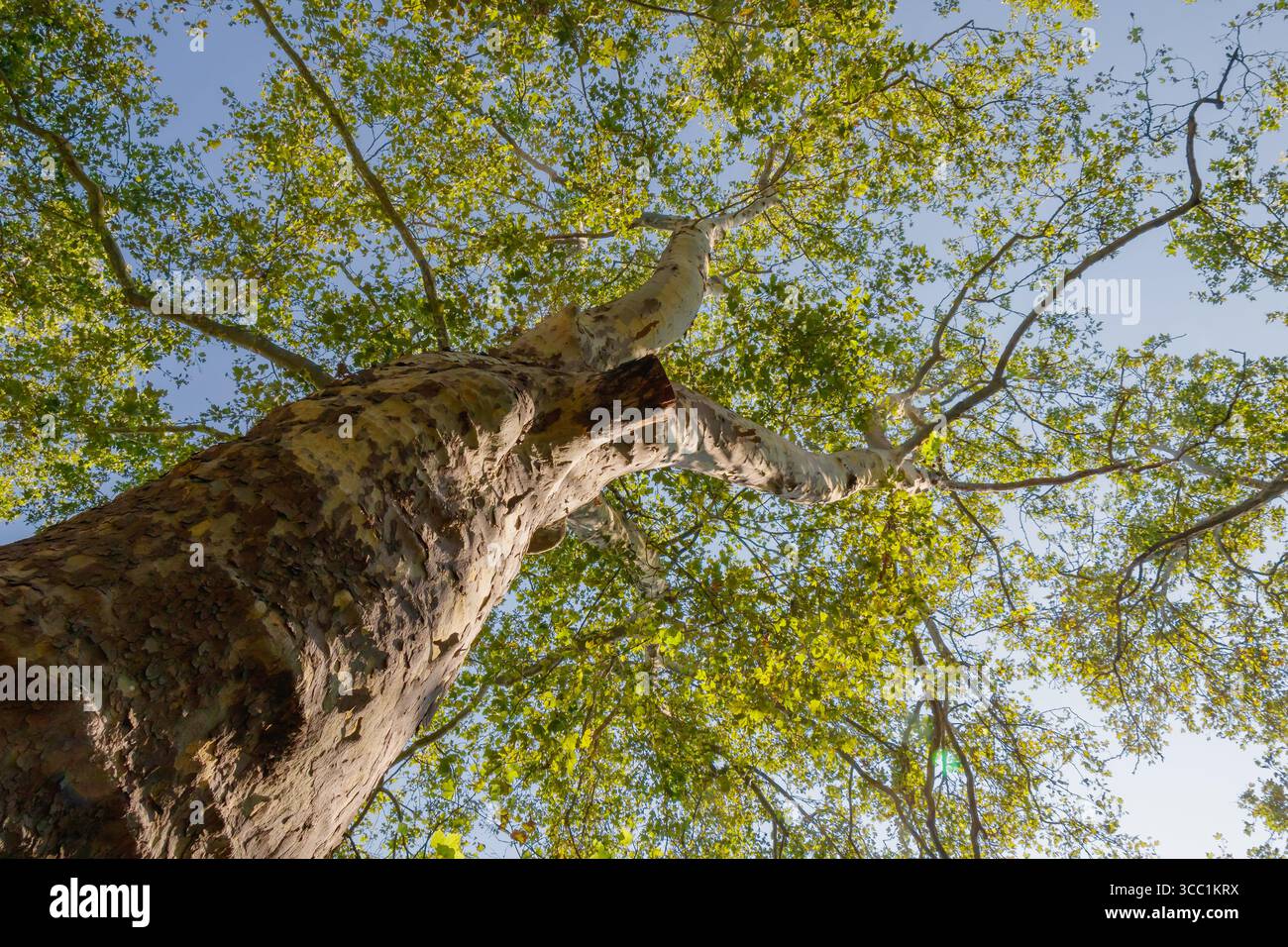 Un alto albero si erge maestosamente, la sua corteccia testurizzata contrasta con le lussureggianti foglie verdi sopra la testa. La luce solare intensa filtra attraverso le agains del fogliame Foto Stock
