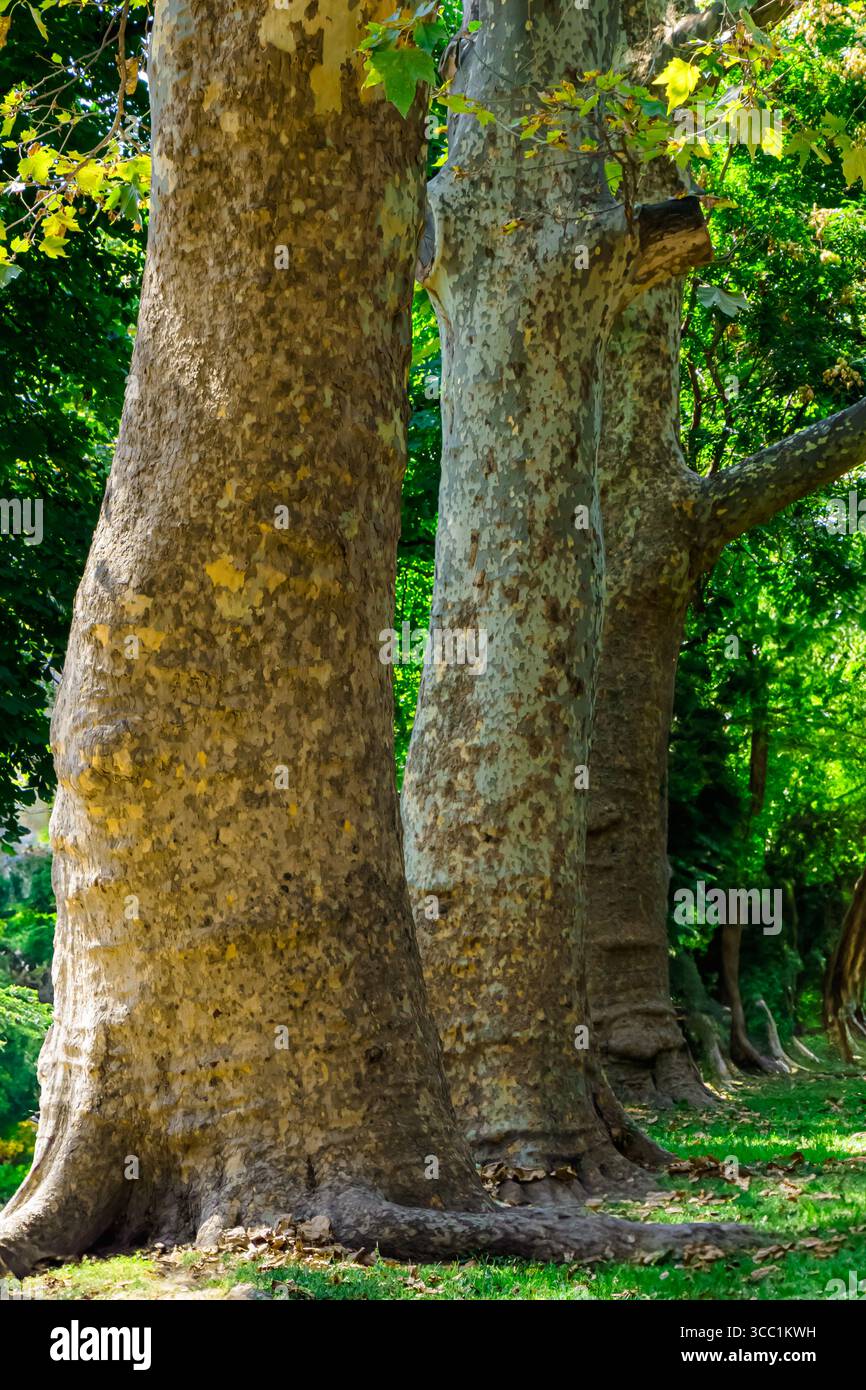 Alberi maestosi si ergono alti lungo un tranquillo sentiero in un parco vivace sotto un cielo blu brillante. La luce solare filtra attraverso le foglie, illuminando l'avidità Foto Stock