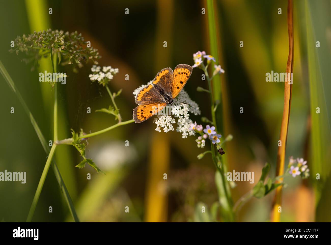 Farfalla di rame grande - Lycaena dispar (probabile rutilus) Foto Stock