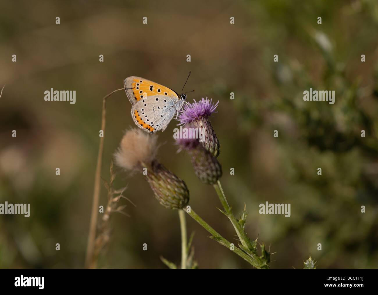 Farfalla di rame grande - Lycaena dispar (probabile rutilus) Foto Stock