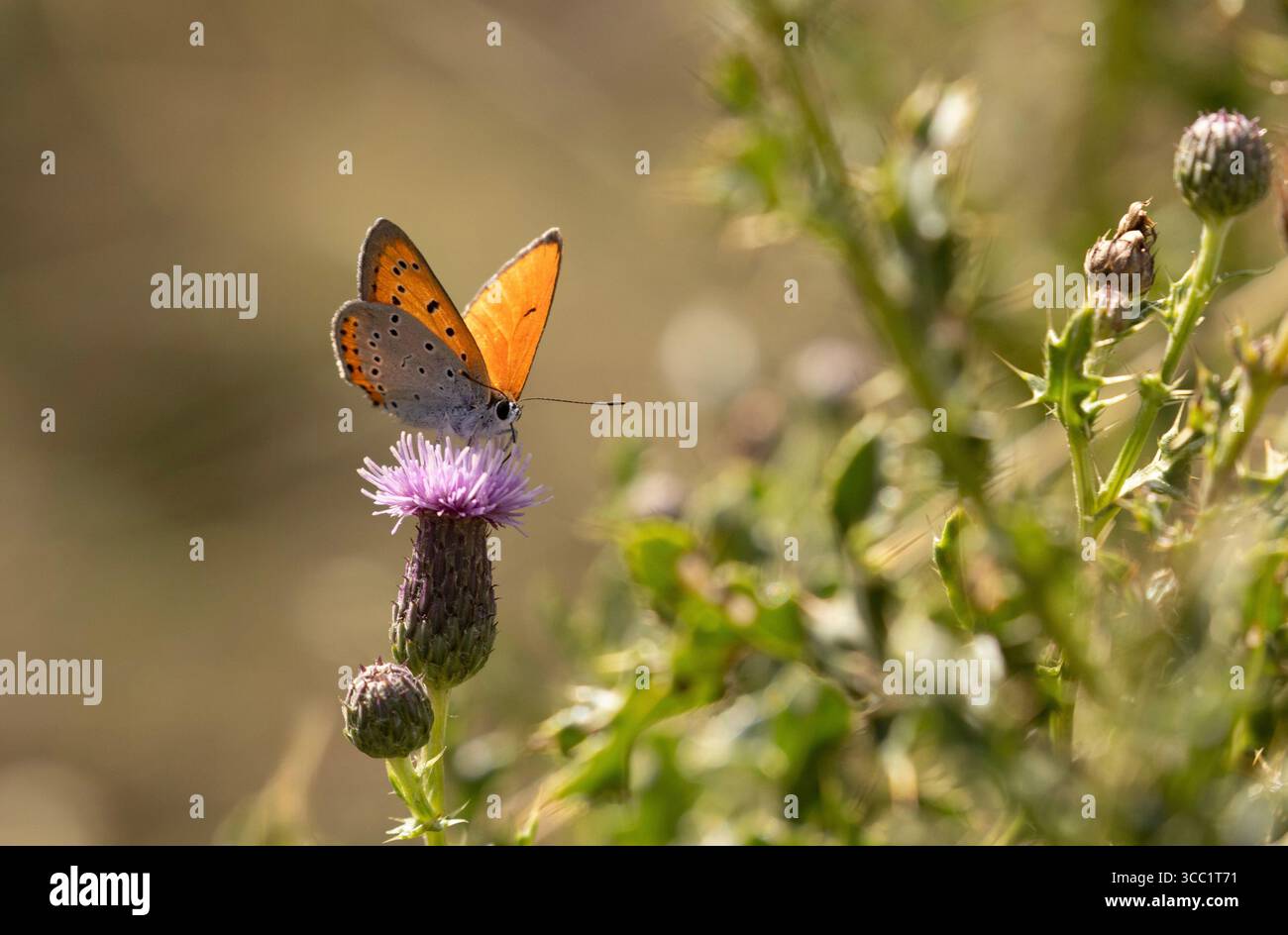 Farfalla di rame grande - Lycaena dispar (probabile rutilus) Foto Stock