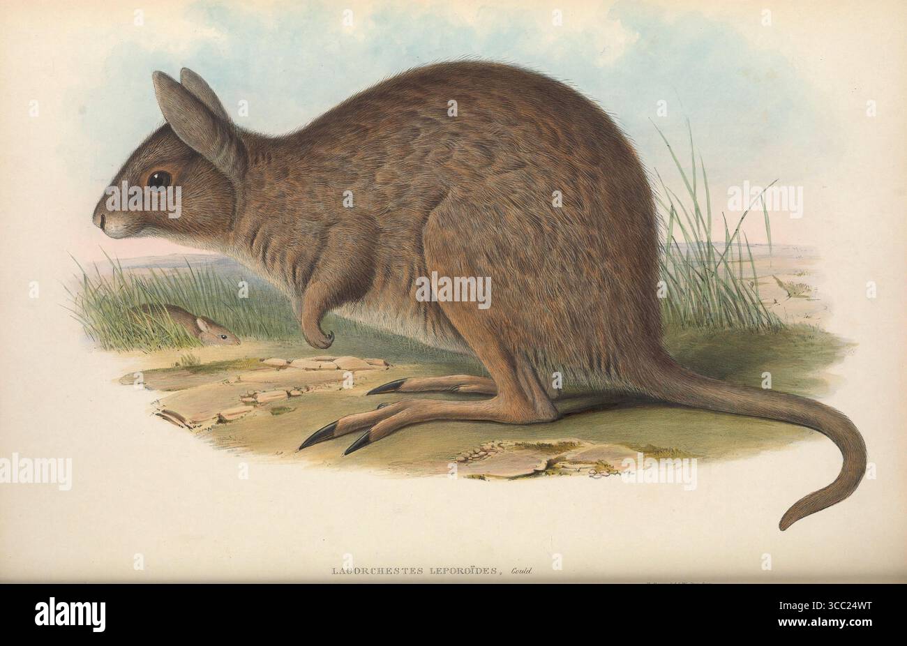 Wallaby lepre orientale (Lagorchestes leporides. Litografia d'epoca dai mammiferi dell'Australia, di John Gould, anni 1860 Foto Stock