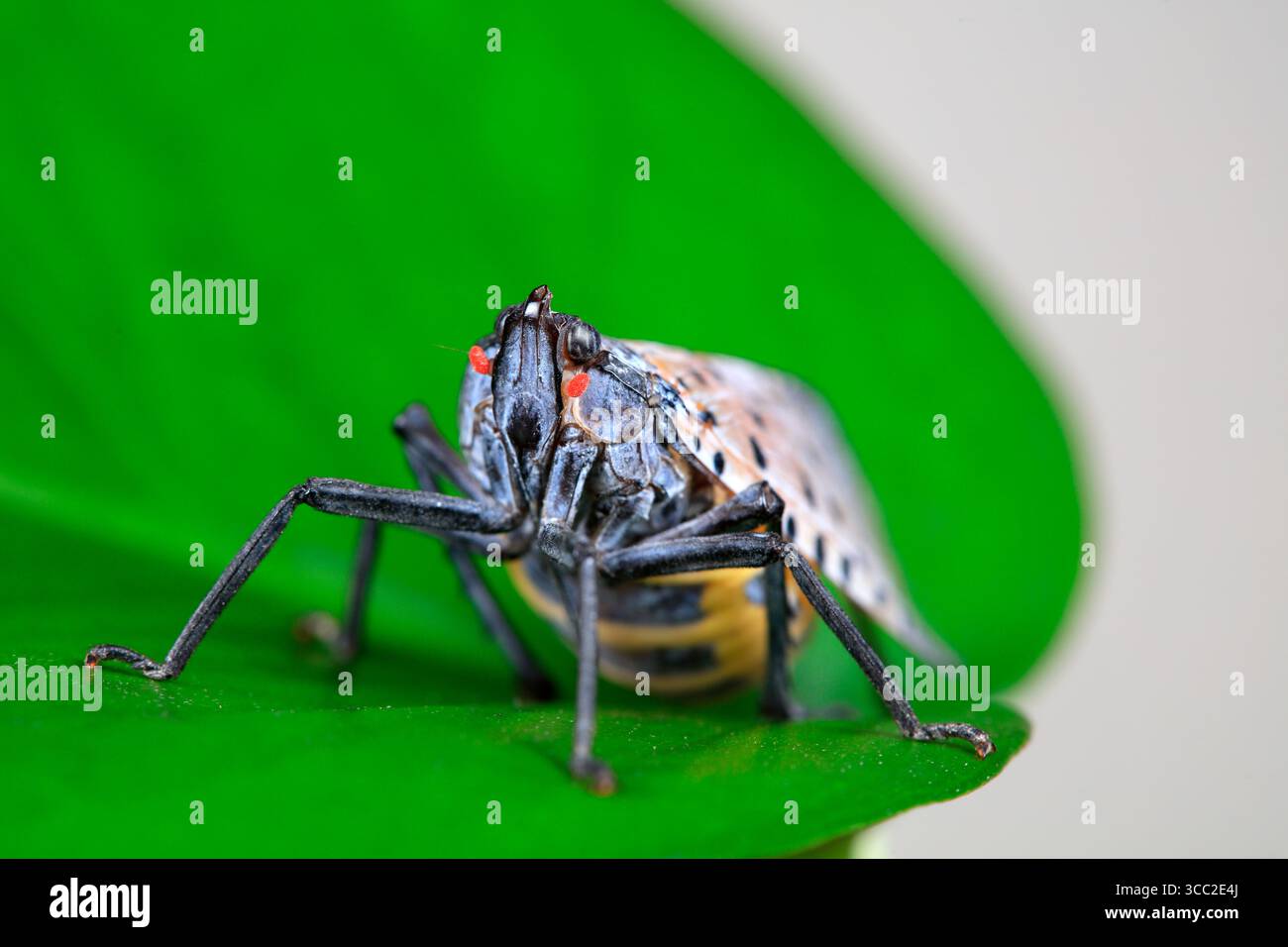 Cera cicale in natura Foto Stock