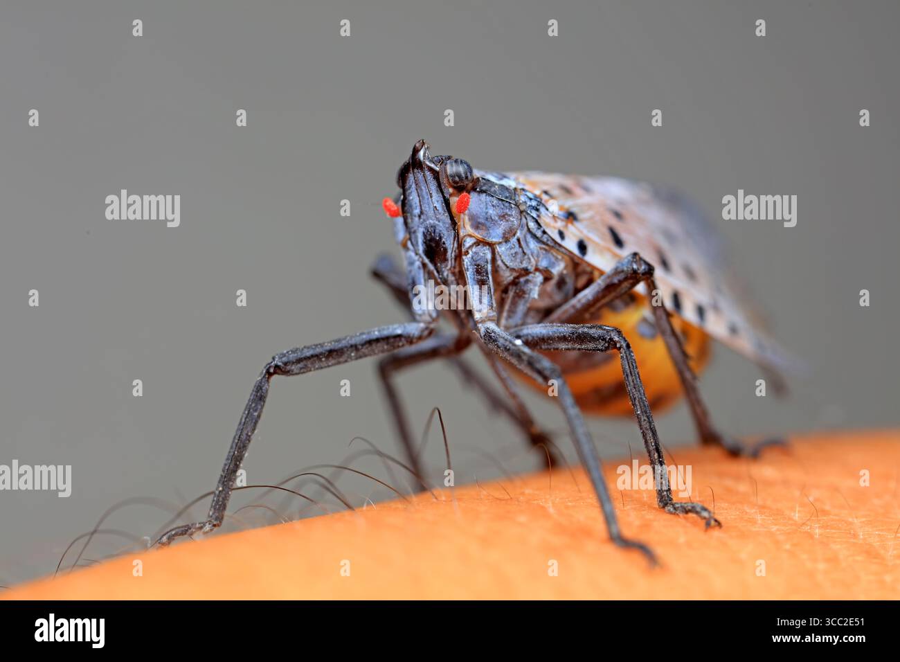 Cera cicale in natura Foto Stock