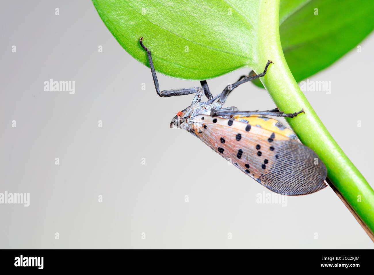 Cera cicale in natura Foto Stock