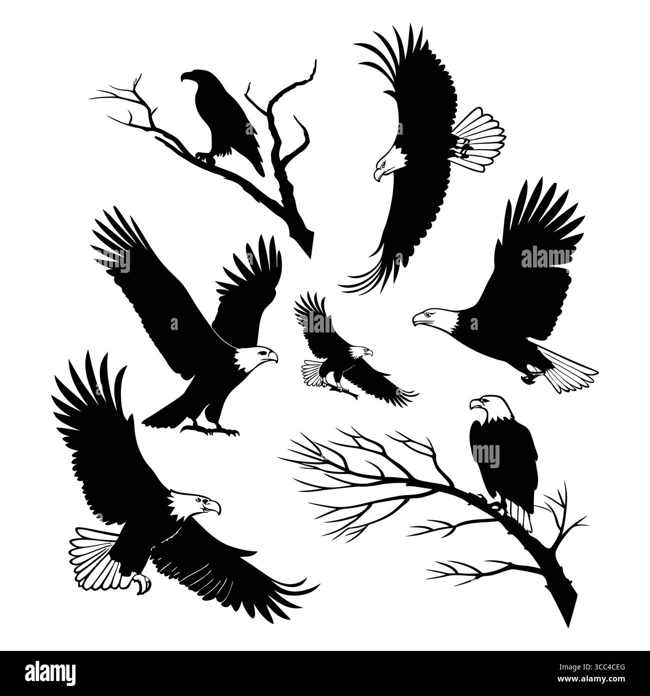 Collezione di silhouette di aquila calva in varie pose volanti e appollaiate Illustrazione Vettoriale
