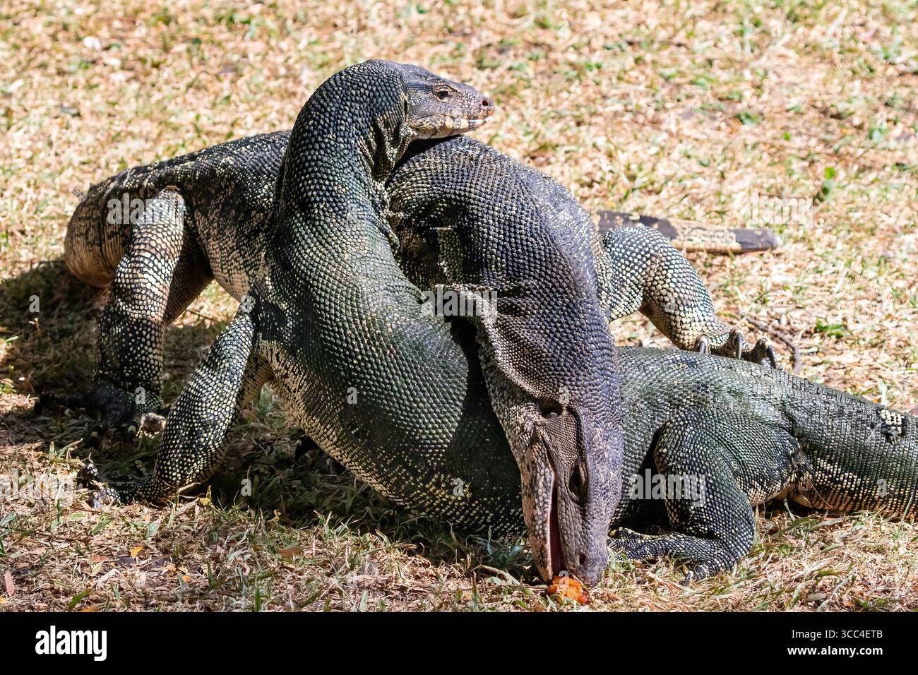 Due lucertole asiatiche (Varanus salvator) si sono intrecciate mentre si cerca di mangiare un pezzo di carne a terra. Al Lumphini Park, Bangkok, Thailandia. Foto Stock