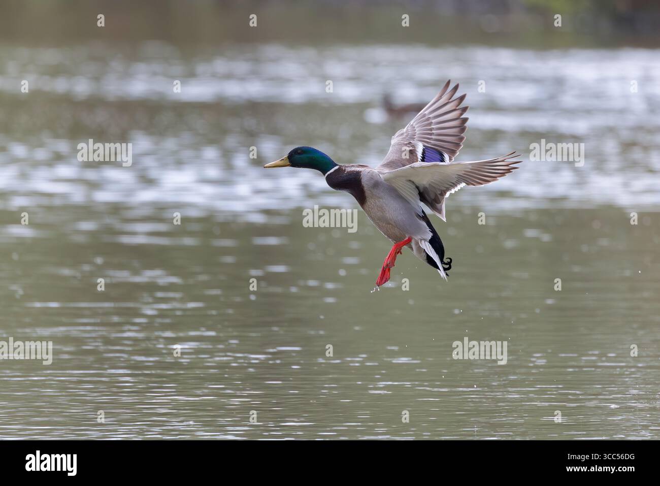 Mallard [ Anas platyrhynchos ] uccello maschio poco dopo il decollo dal lago Foto Stock